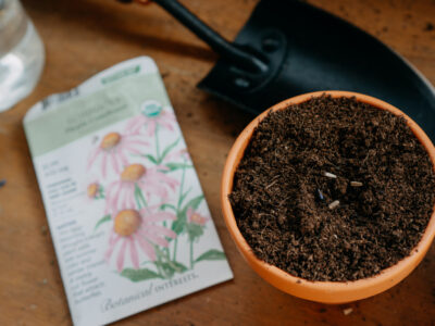 How to Grow Echinacea featured image