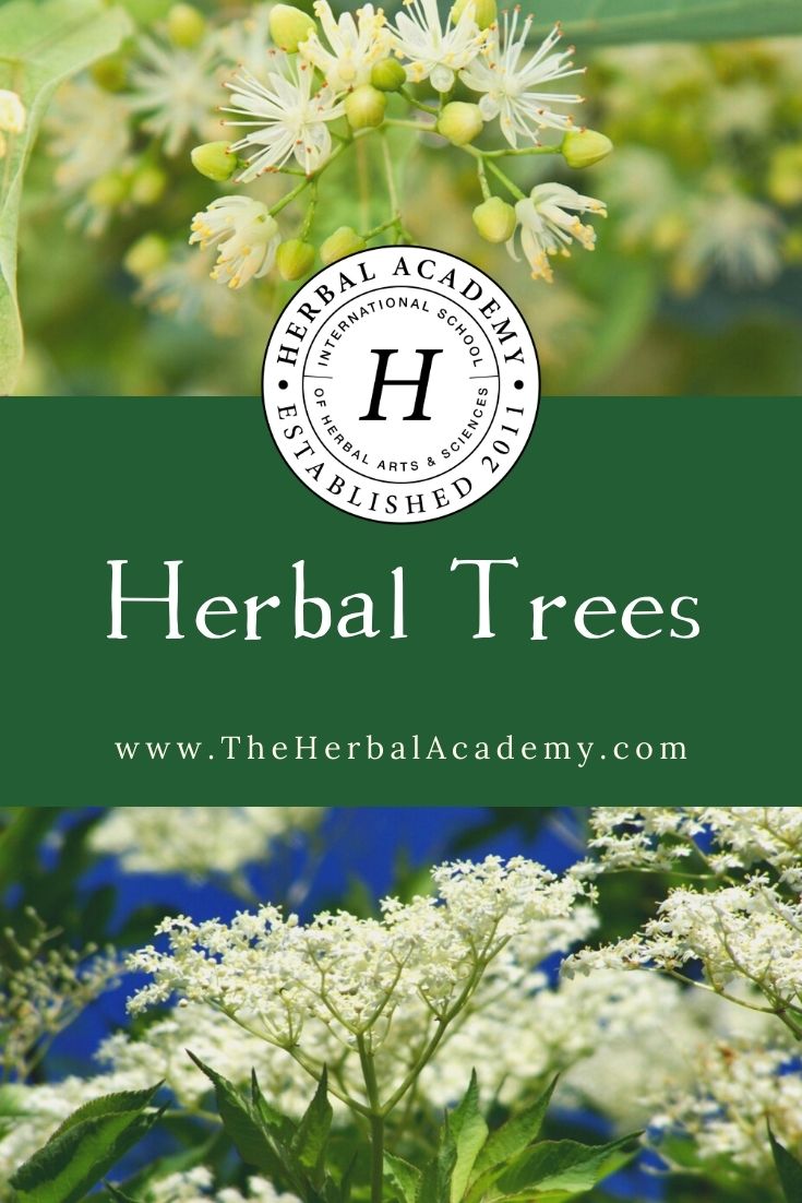 Herbal Trees | Herbal Academy | Add herbal trees to your landscape to not only beautify your environment, but also to aid in the nourishment and health of your body.