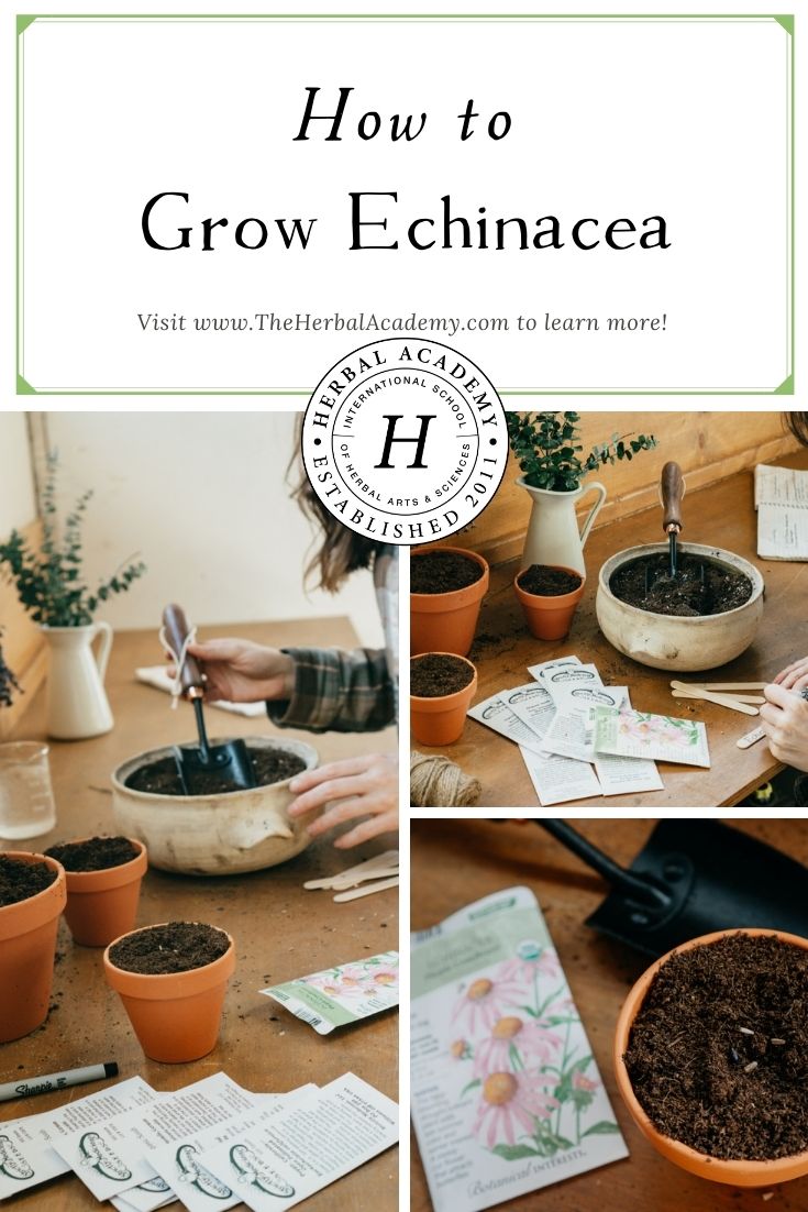 How to Grow Echinacea | Herbal Academy | Learning how to grow echinacea is ecologically responsible. Plus, you will develop a deeper relationship with a fantastic herbal ally.