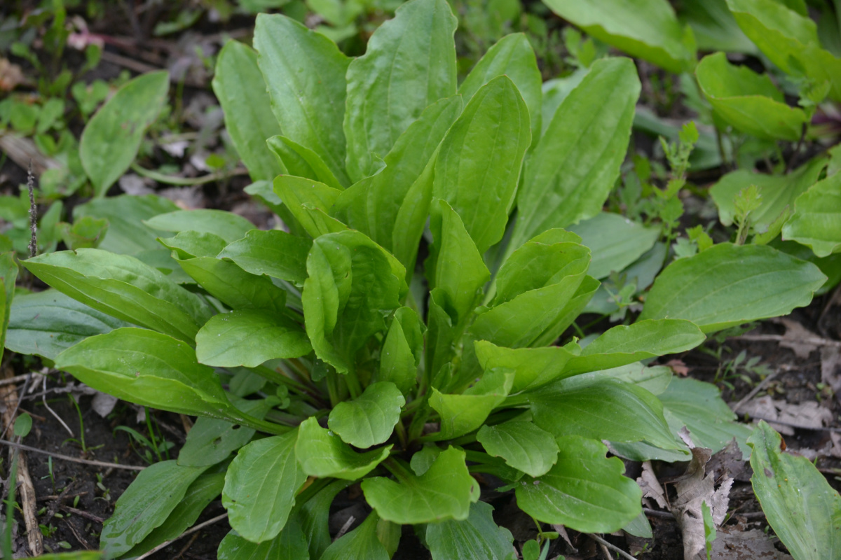 plantain in the yard