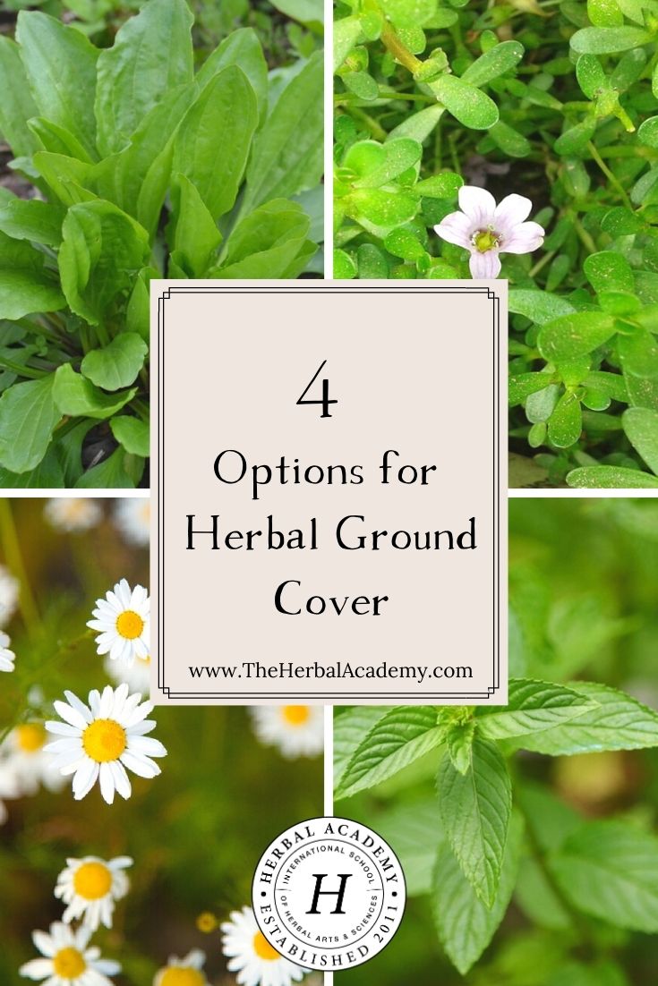 4 Options for Herbal Ground Cover | Herbal Academy | If you need to fill a space in your garden bed or where grass has a difficult time growing, we have 4 great ideas for herbal ground cover!