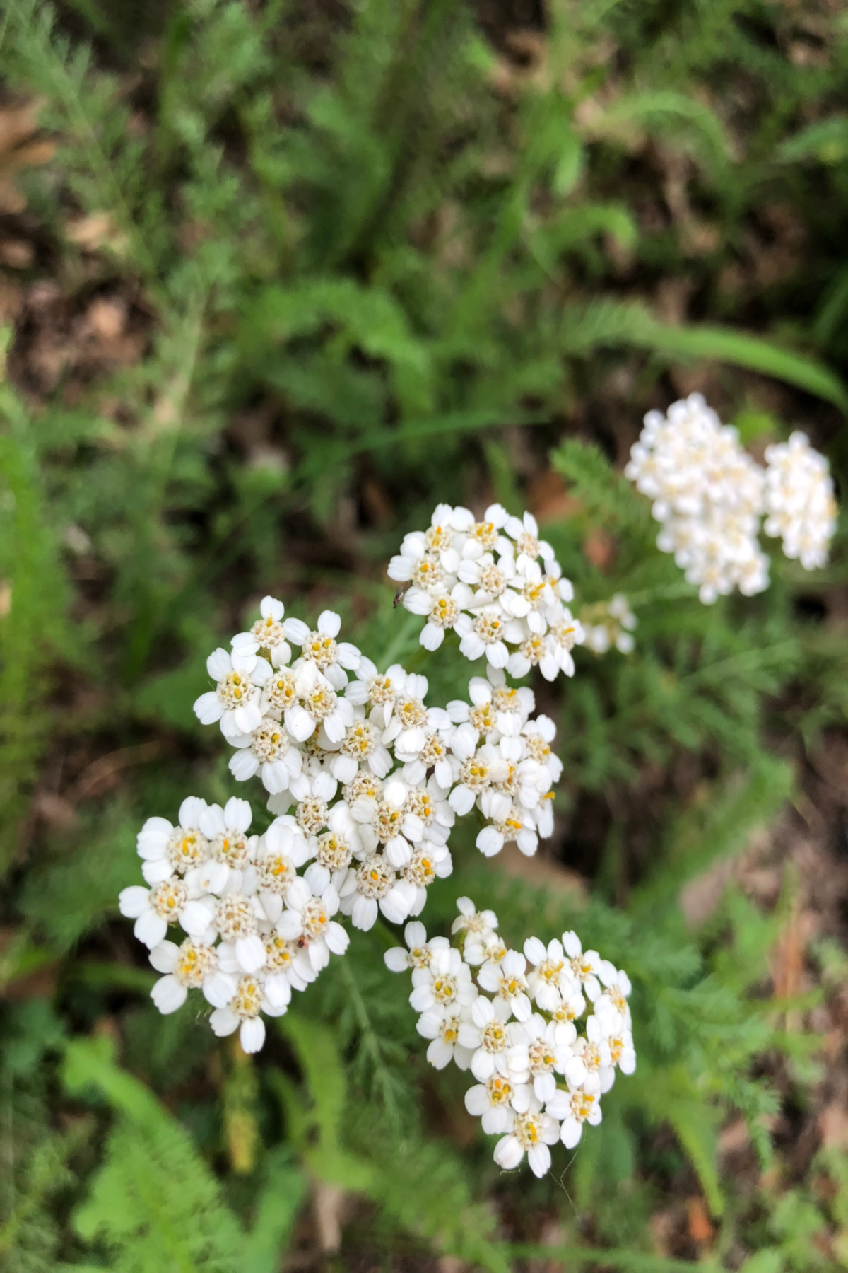 yarrow growing outside