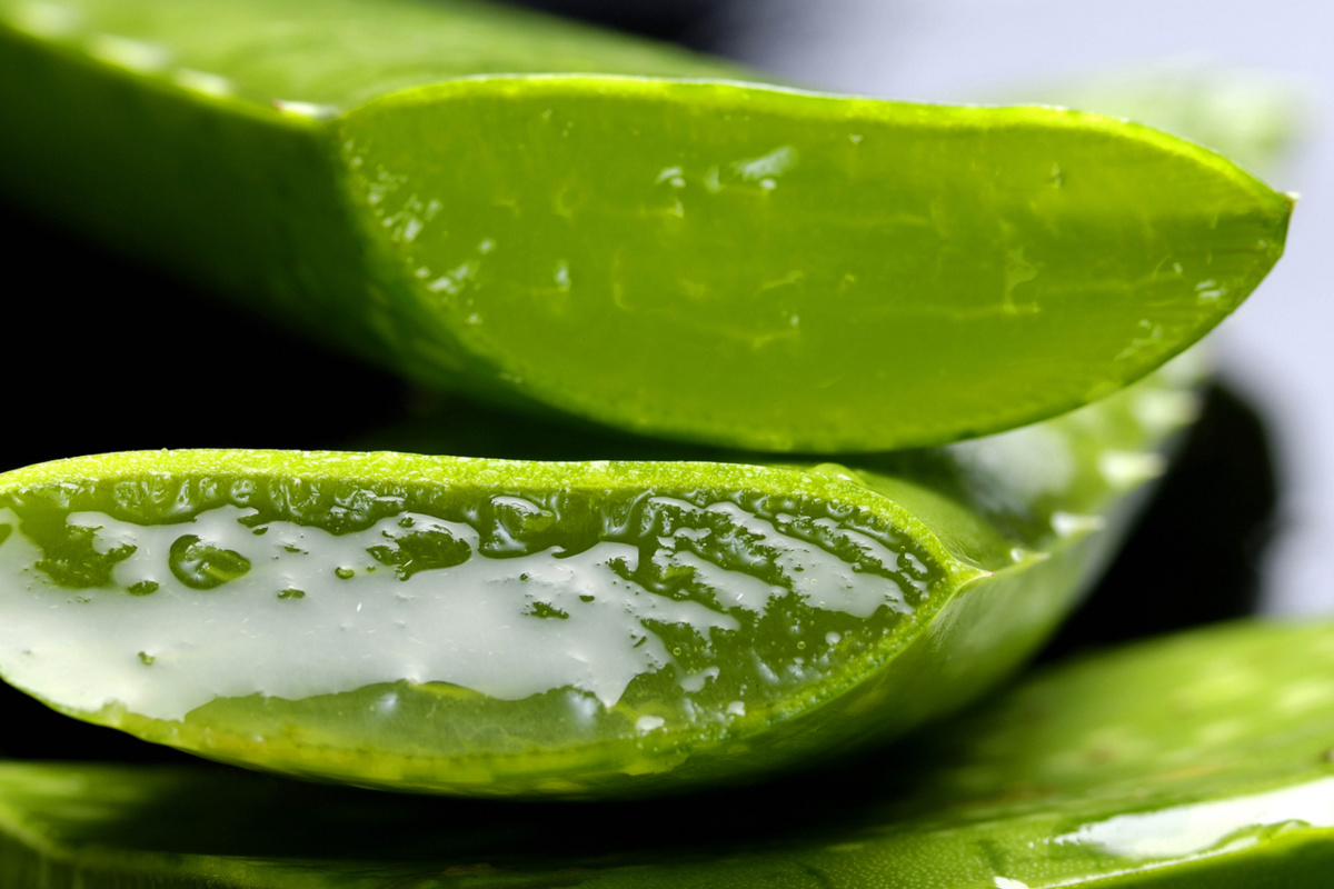 aloe vera plant 