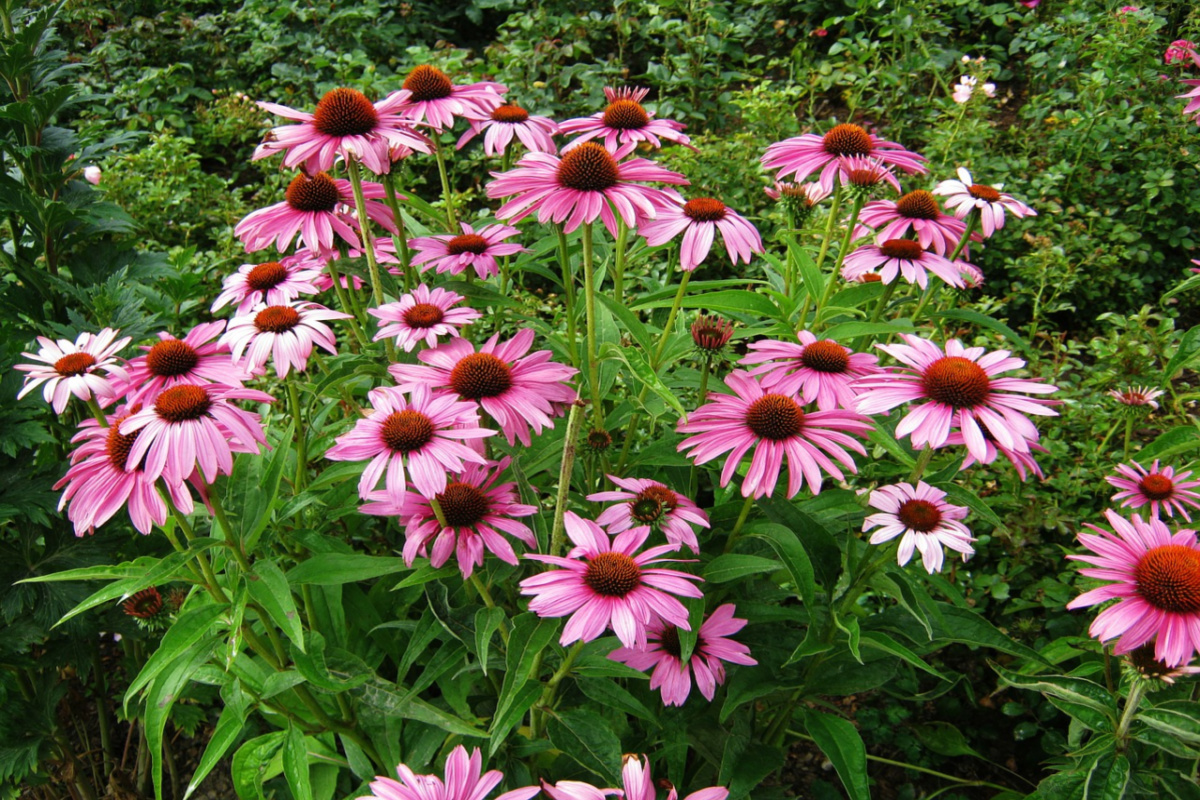 patch of echinacea growing in the wild