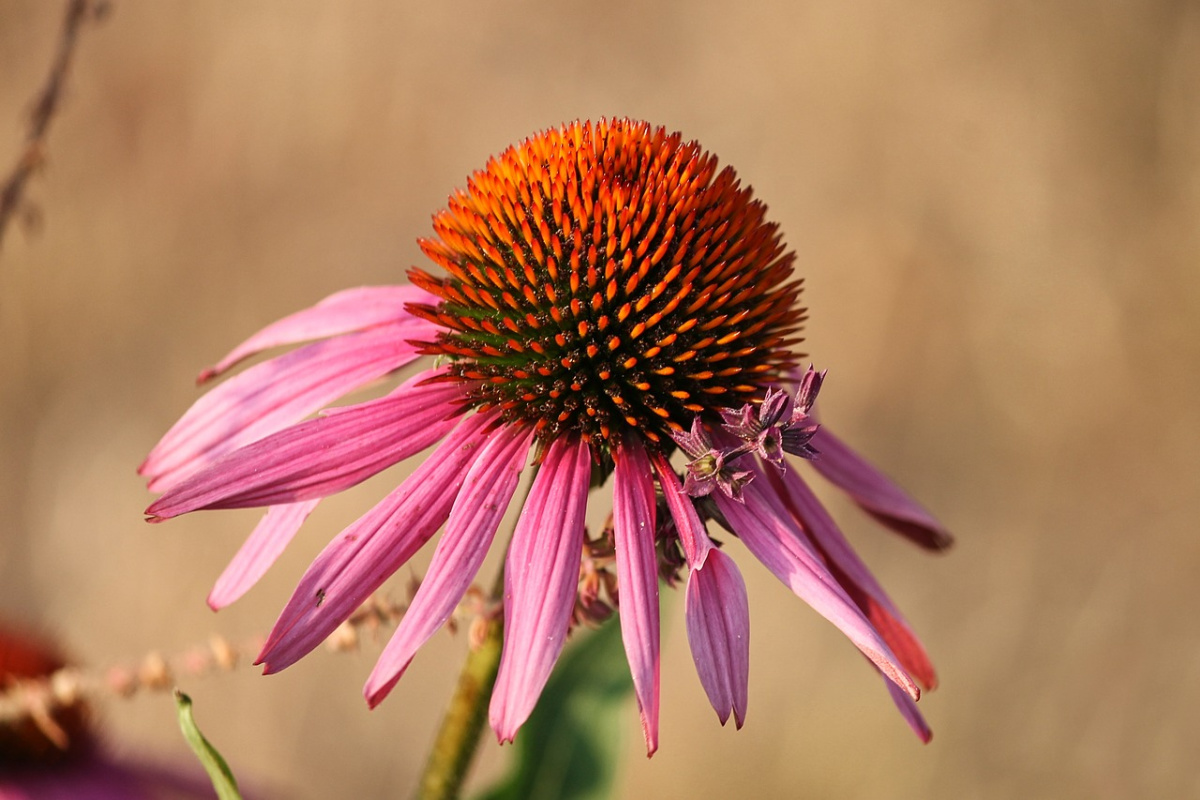 echinacea flower head