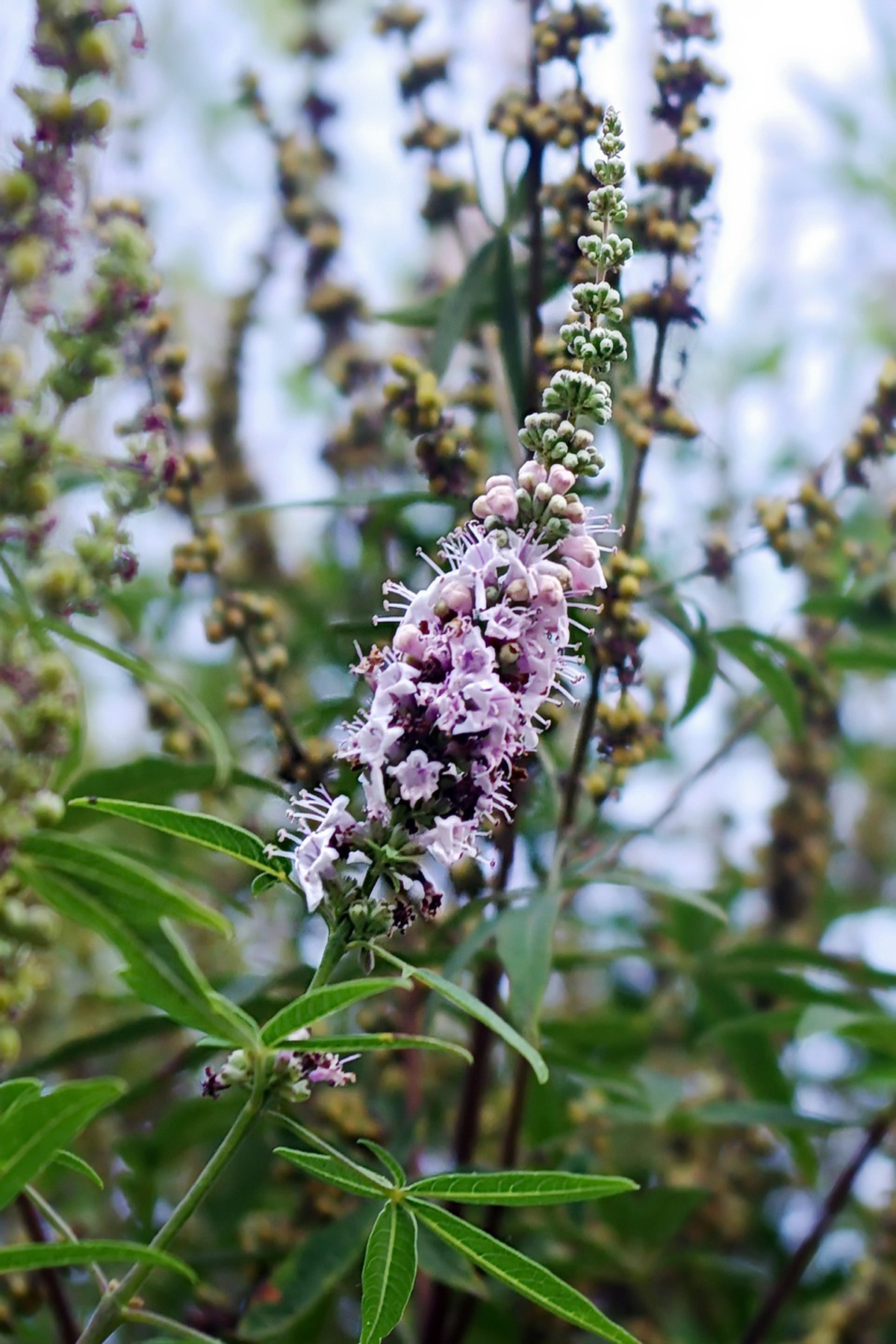 close-up of chaste tree branch with purple flowers