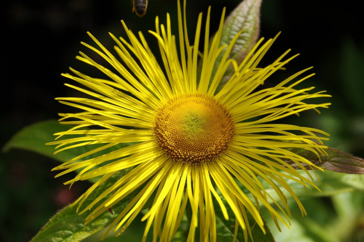 elecampane 