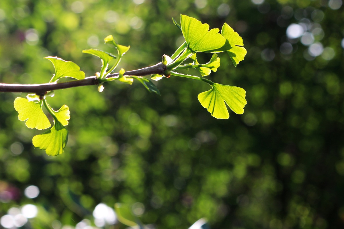 ginkgo tree branch