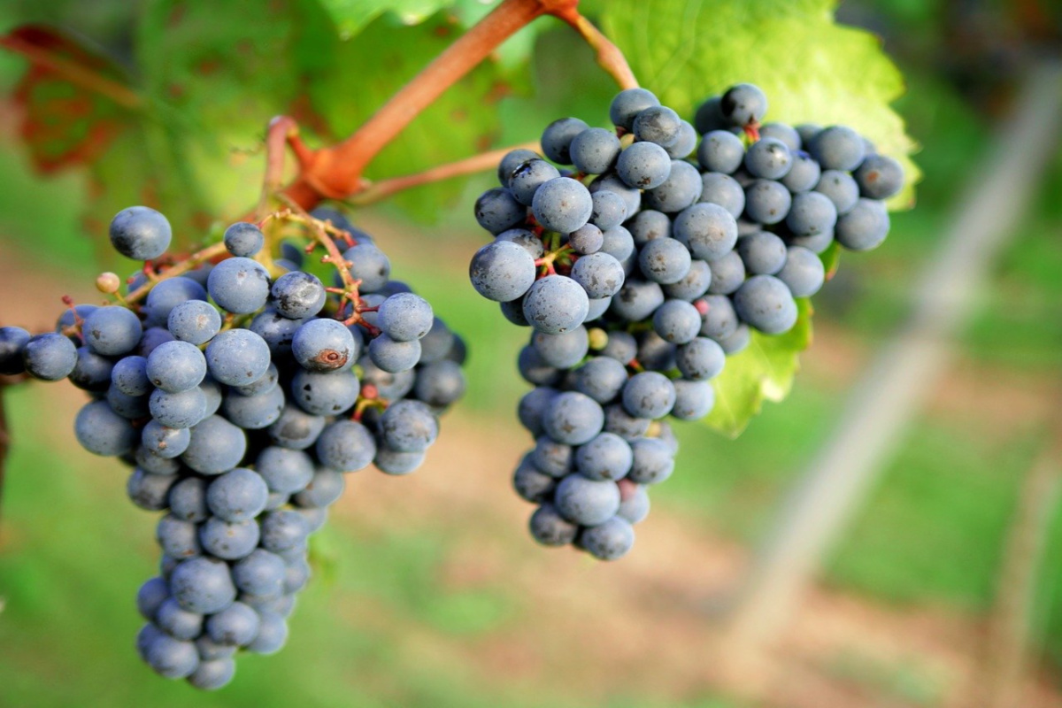 grape clusters growing on a vine