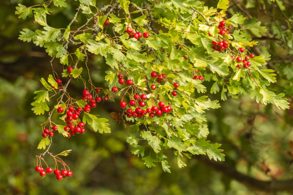 hawthorn tree growing in the wild