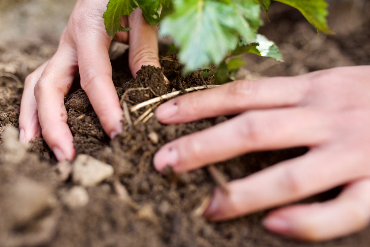 hands planting a plant in the ground