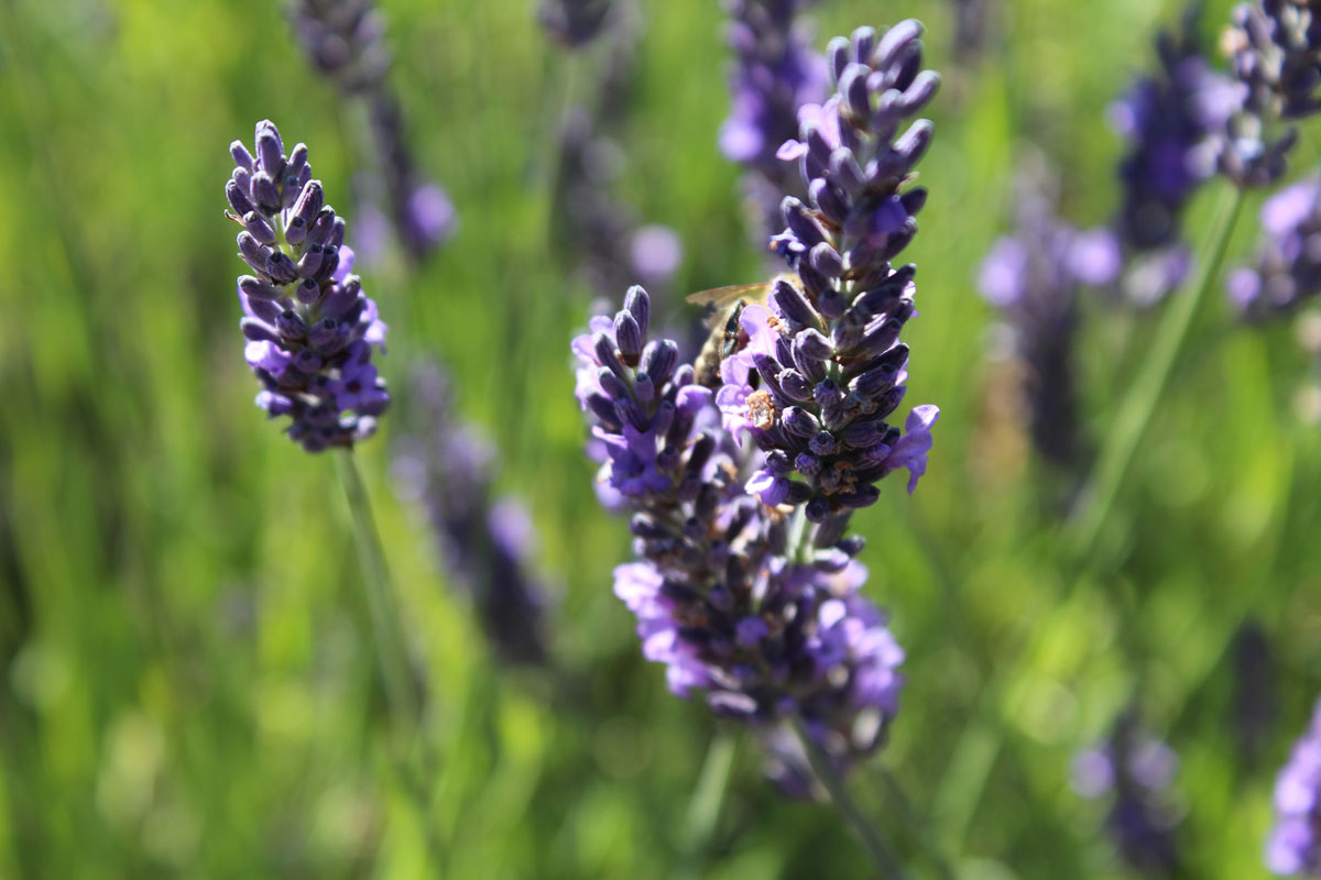 lavender in the wild