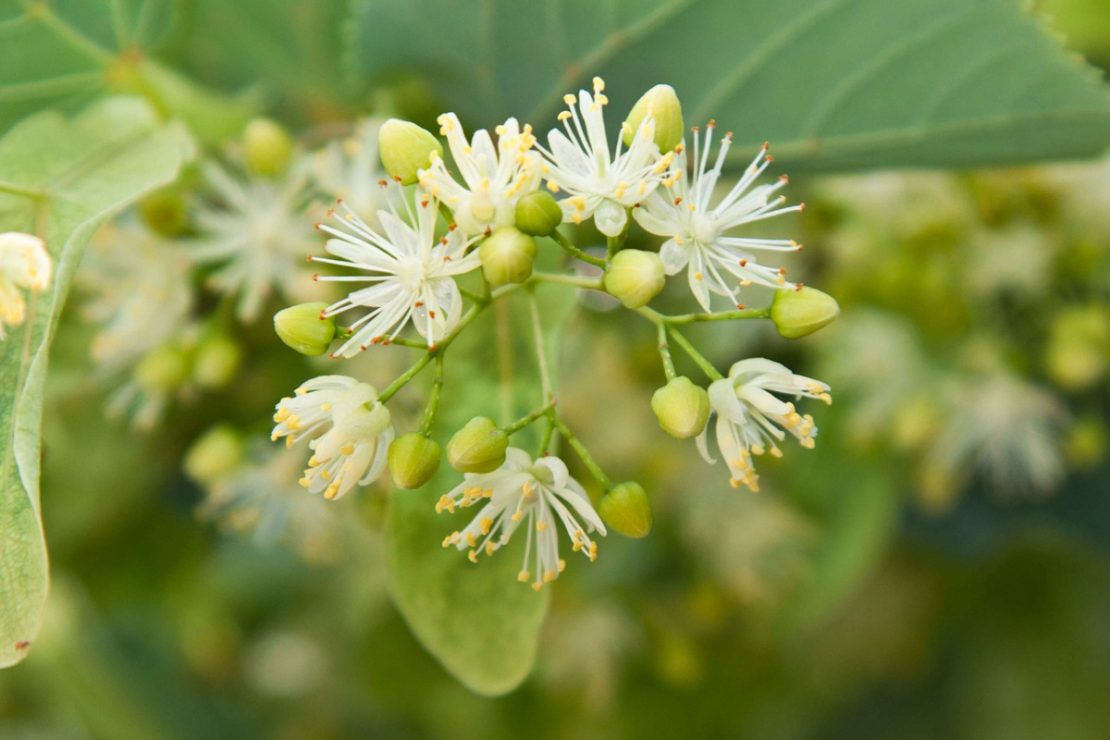 Herbal Trees | Herbal Academy | Add herbal trees to your landscape to not only beautify your environment, but also to aid in the nourishment and health of your body.