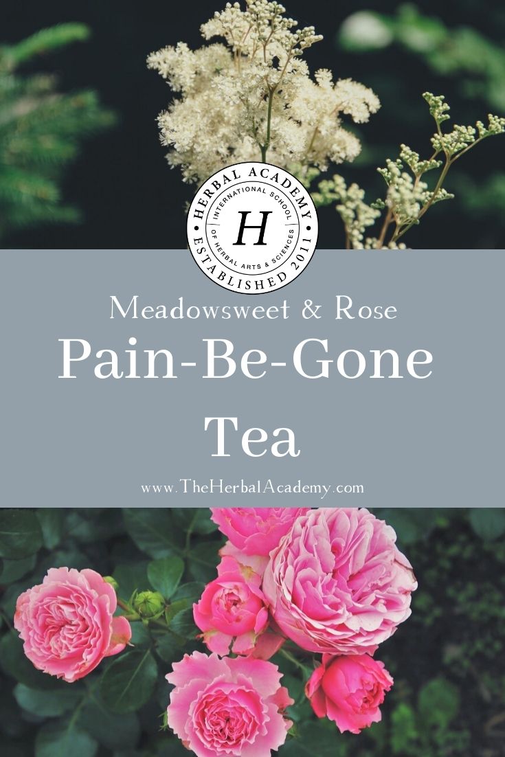 Meadowsweet Tea With Rose | Herbal Academy | This meadowsweet tea recipe offers a chance to calm the mind and gently soothe aches and pains while hydrating the body.