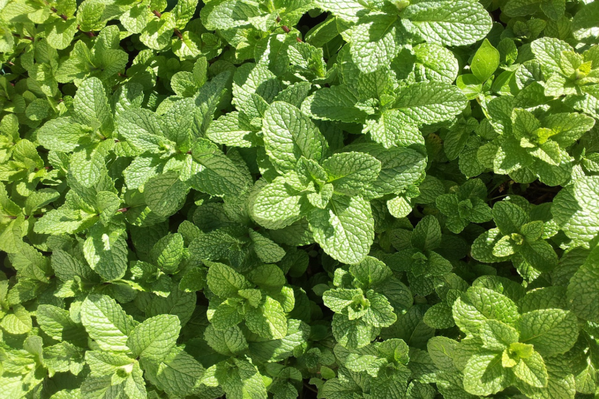 mint growing outside