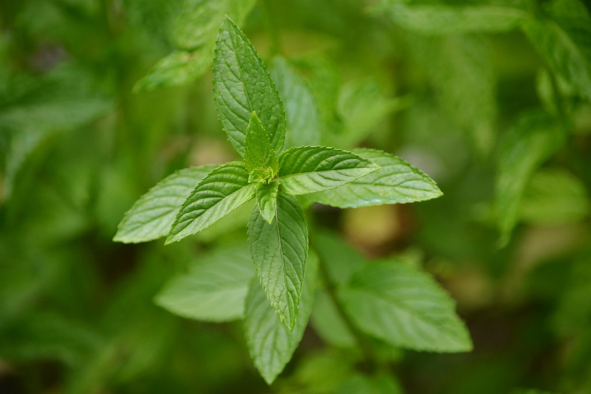 close up of peppermint leaves