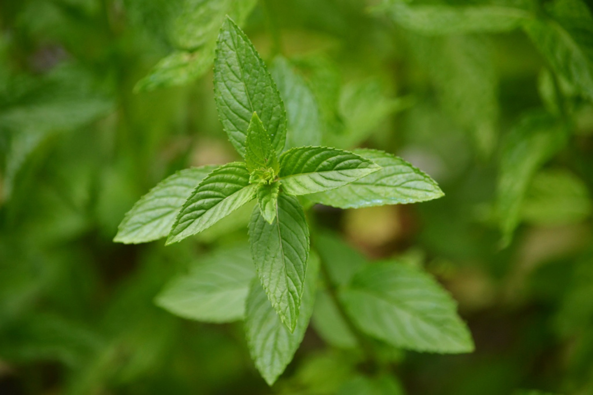 peppermint growing outside