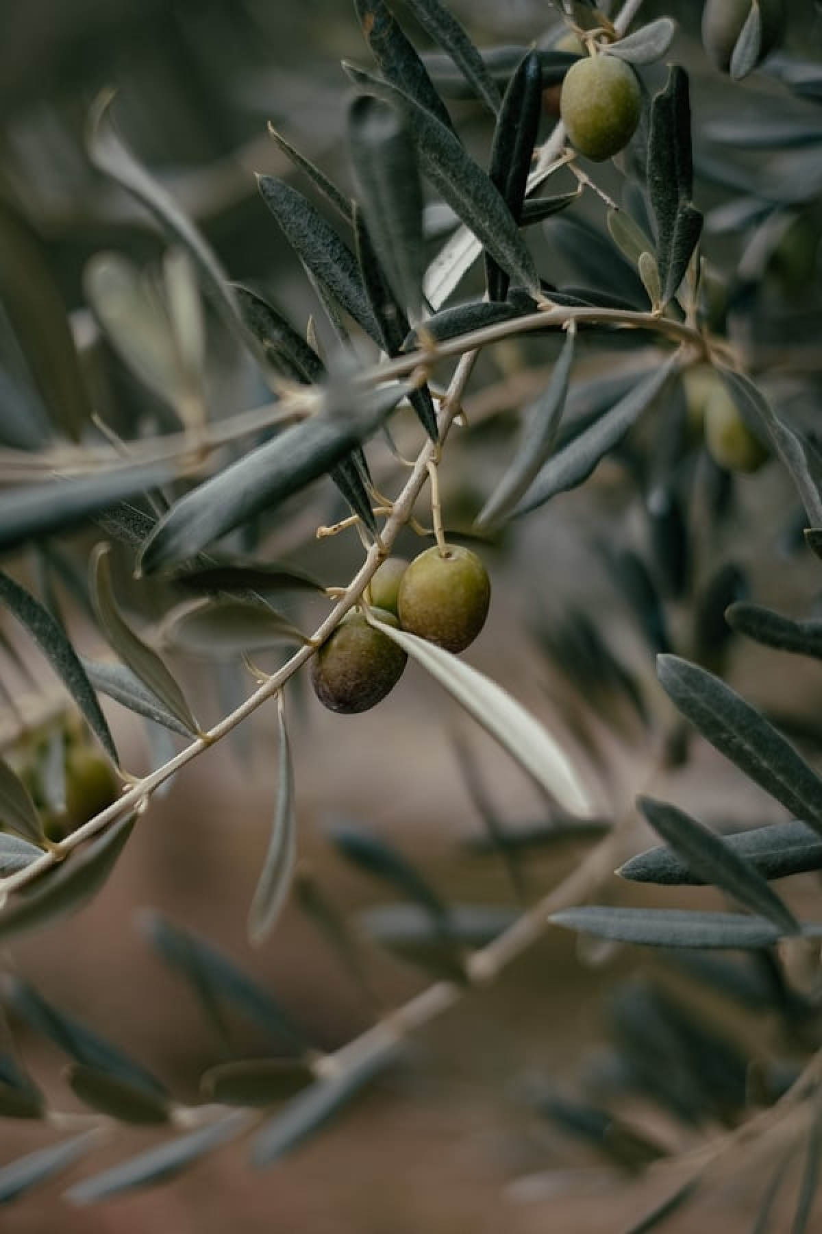 olives growing in the wild
