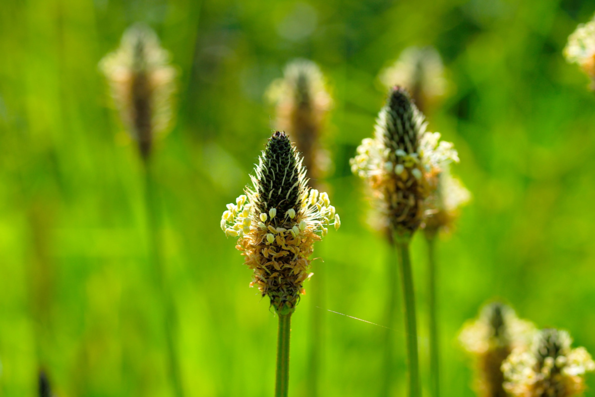 plantain seed heads