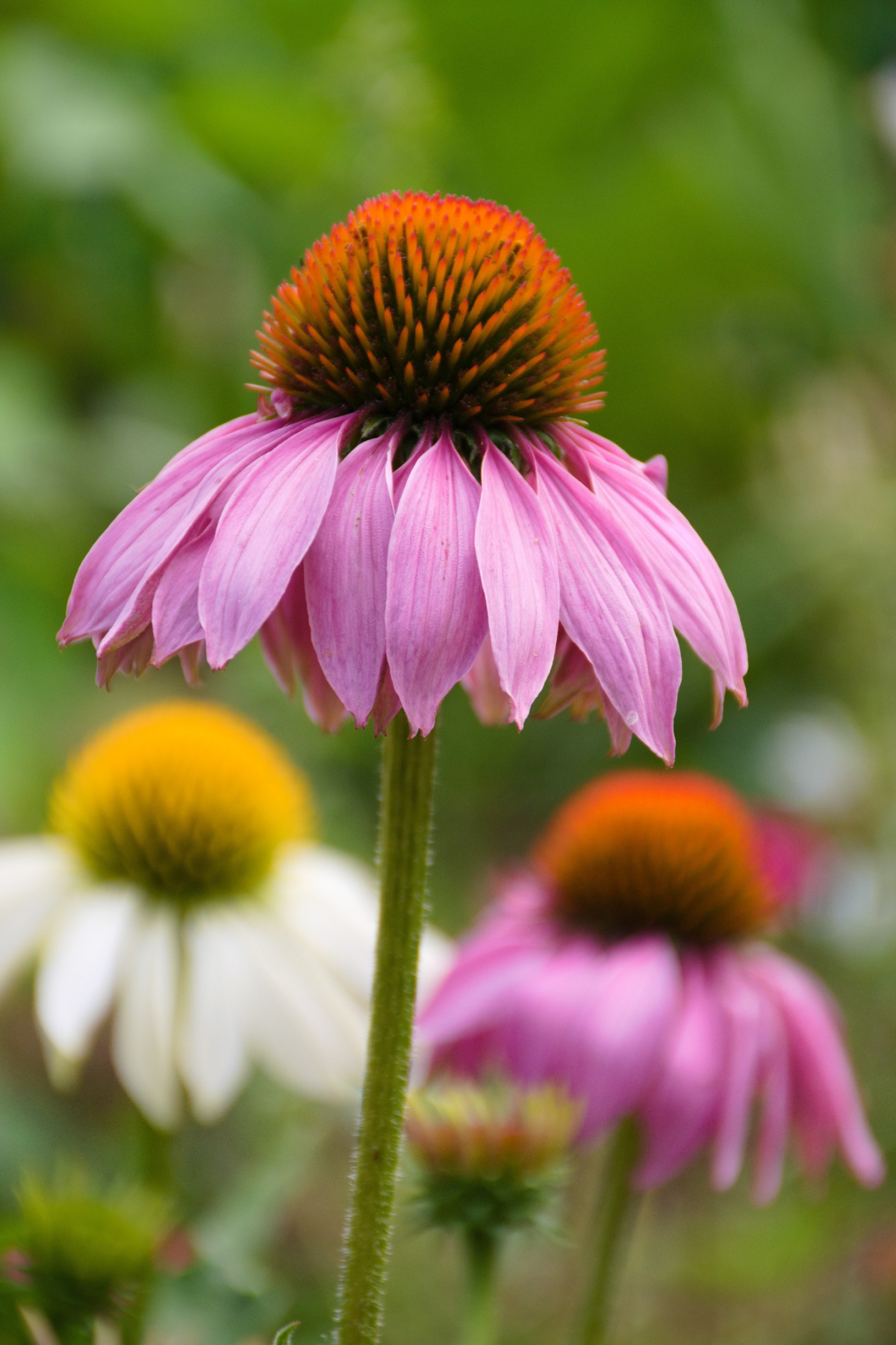 upper part of echinacea plant growing in the wild