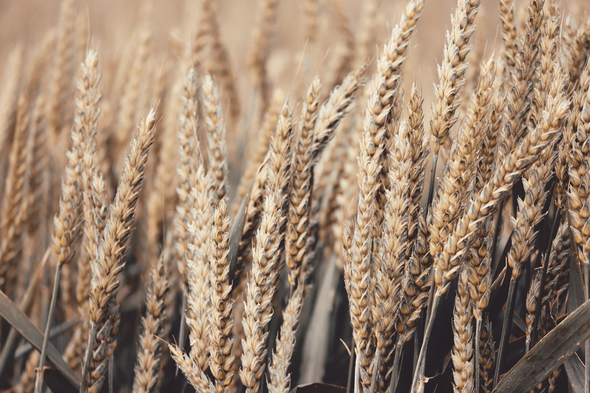 wheat growing in a field