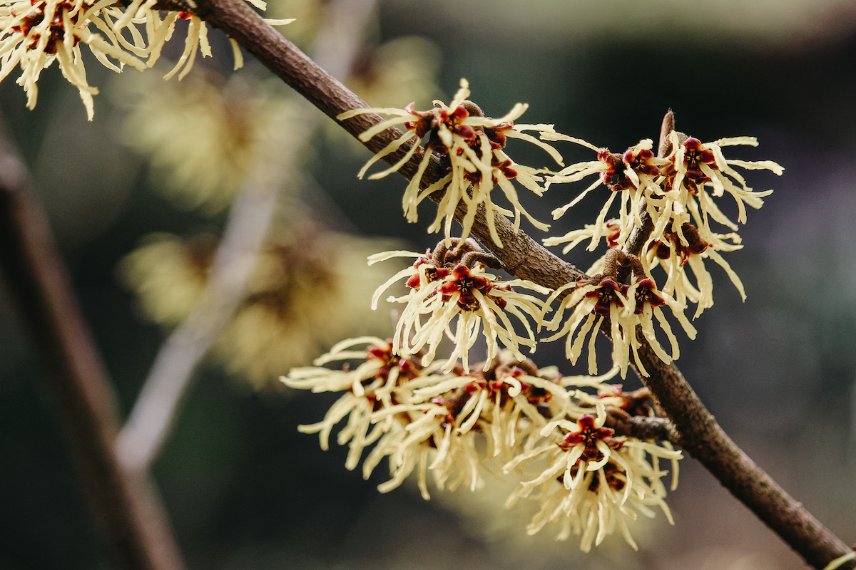 witch hazel in the wild