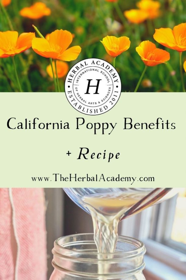 California Poppy Benefits + Recipe Herbal Academy
