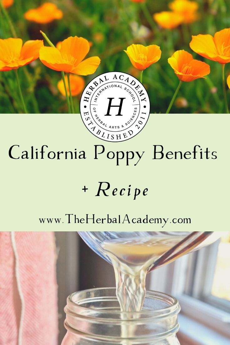 California Poppy Benefits + Recipe | Herbal Academy | Learn a materia medica on the beneficial California poppy benefits, plus a recipe for California Poppy Vinegar.