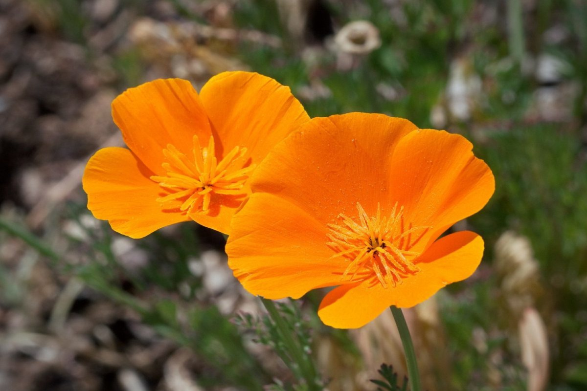 2 California poppy flowers in the wild