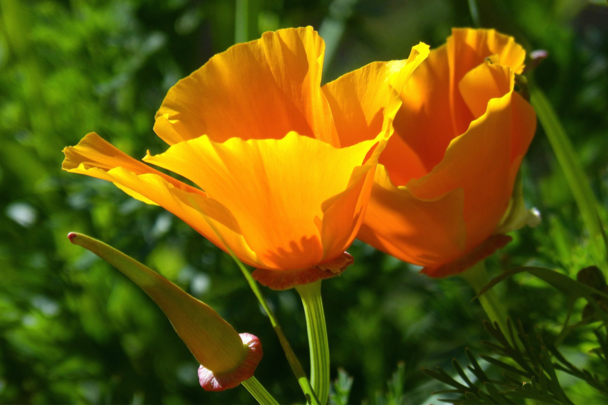 California poppies growing in the wild