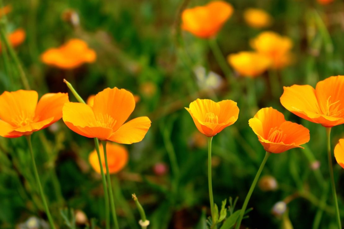 California Poppy Benefits + Recipe | Herbal Academy | Learn a materia medica on the beneficial California poppy benefits, plus a recipe for California Poppy Vinegar.