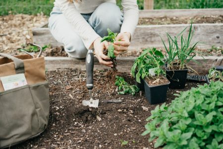 How and Why To Start an Herb Garden – Herbal Academy