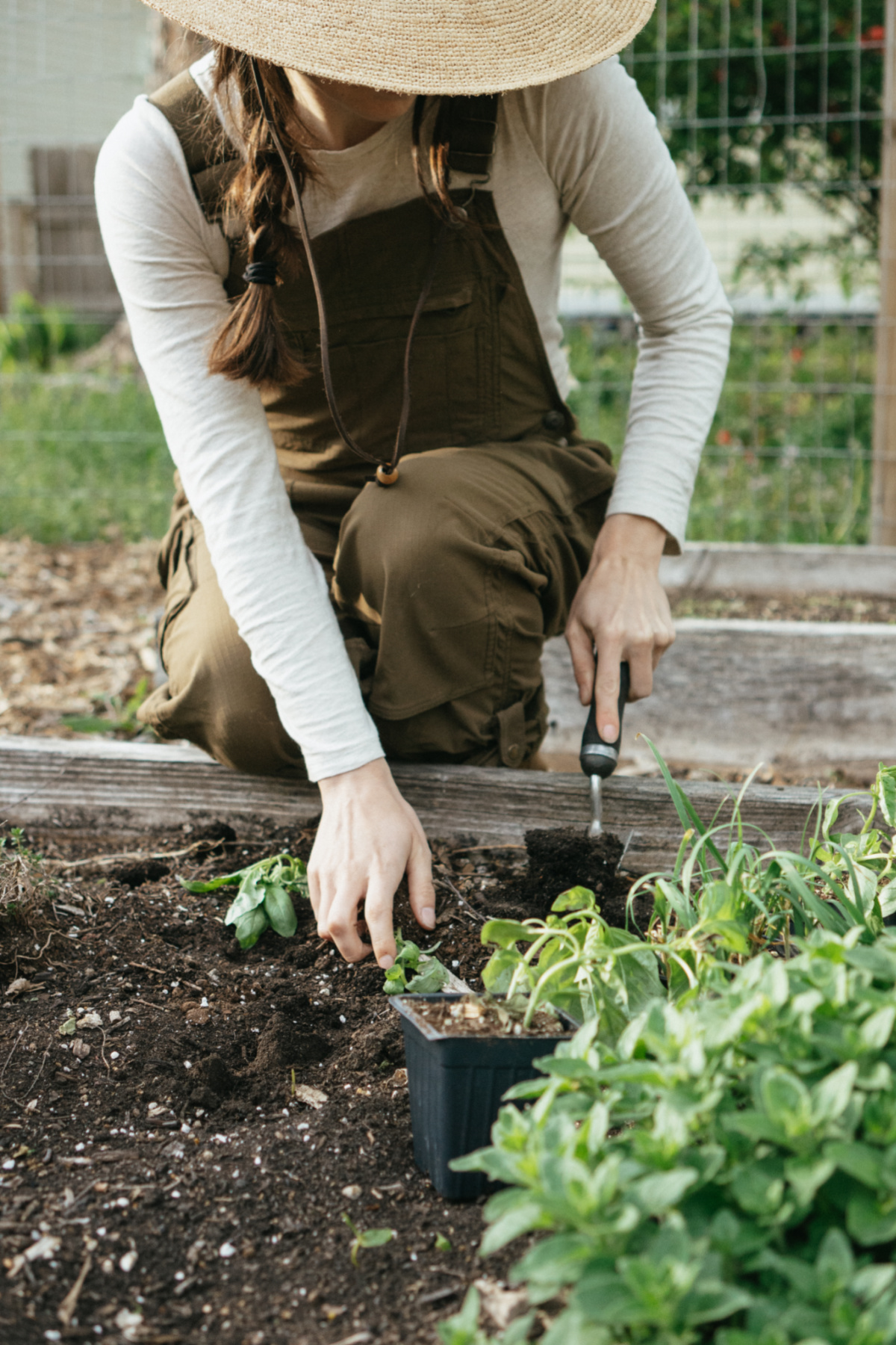 planting herbs in a raised bed