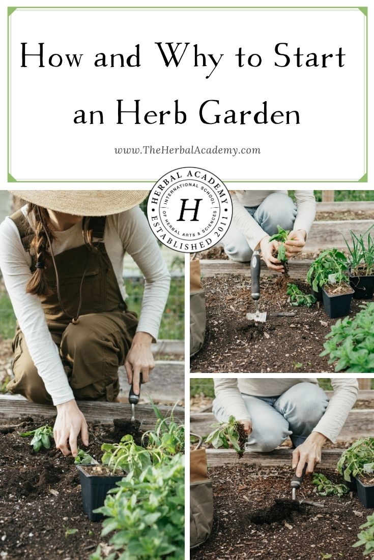 How and Why to Start an Herb Garden | Herbal Academy | If you are passionate about growing herbs, here's some helpful information on how to start an herb garden according to your individual needs!