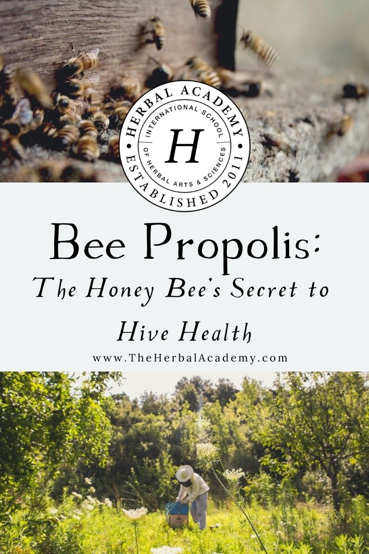 Bee Propolis: The Honey Bee's Secret To Hive Health | Herbal Academy | Honey bees create delicious honey and beautiful wax, but they also make a fabulous substance called bee propolis. Learn about it here!