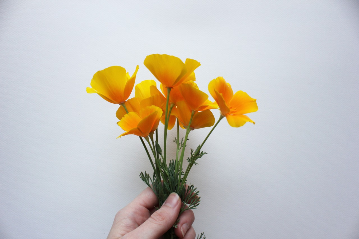A hand holding a bunch of California poppies