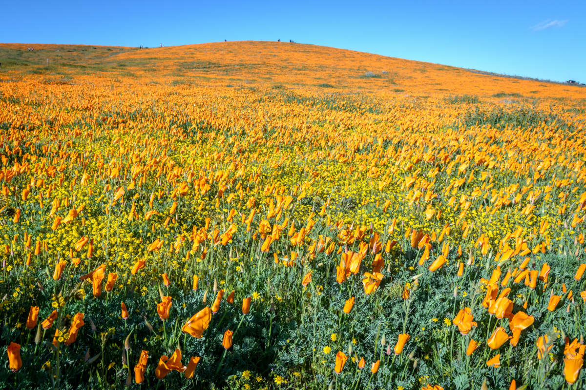 a field of California poppies