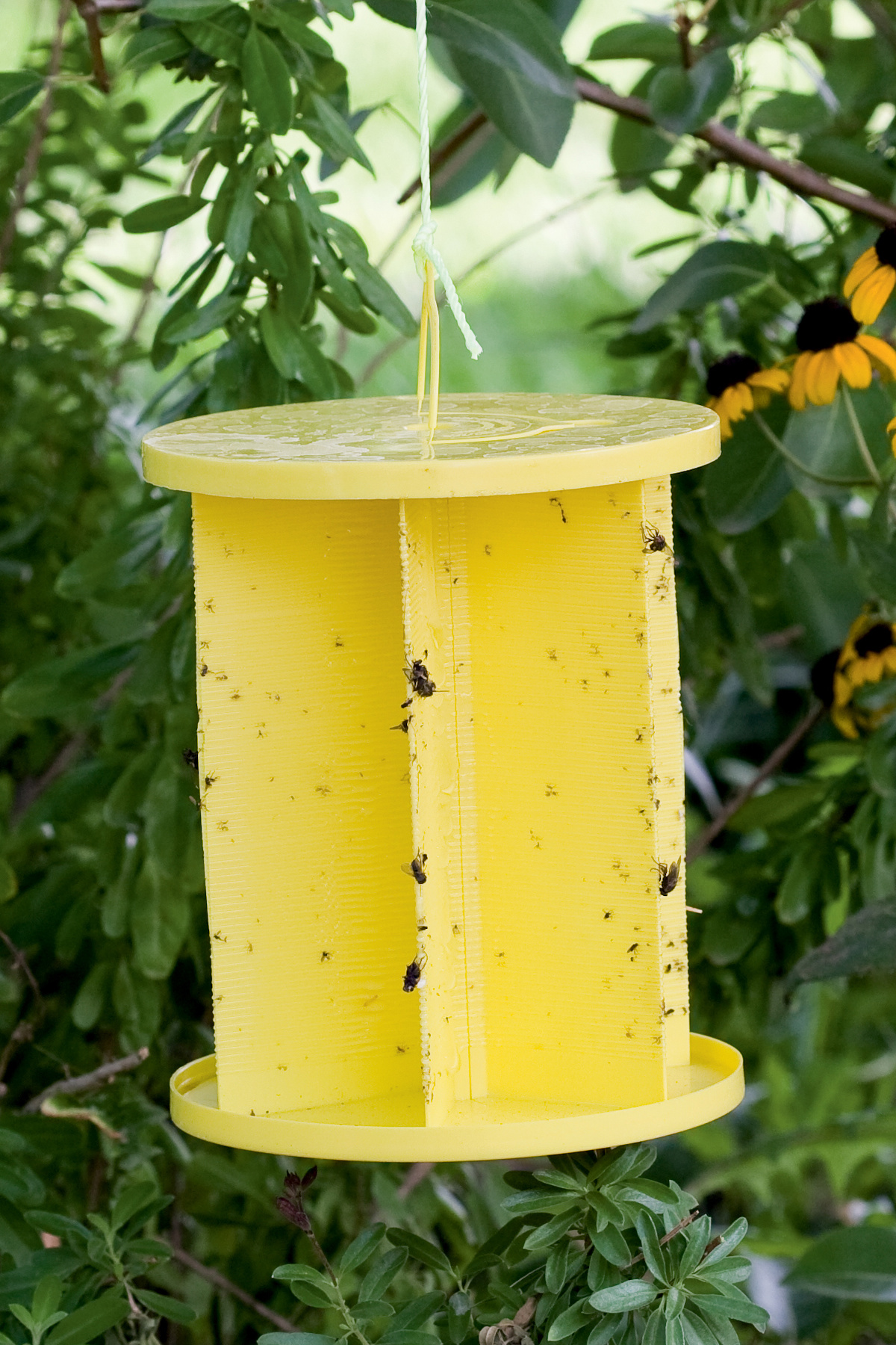 sticky trap for insects