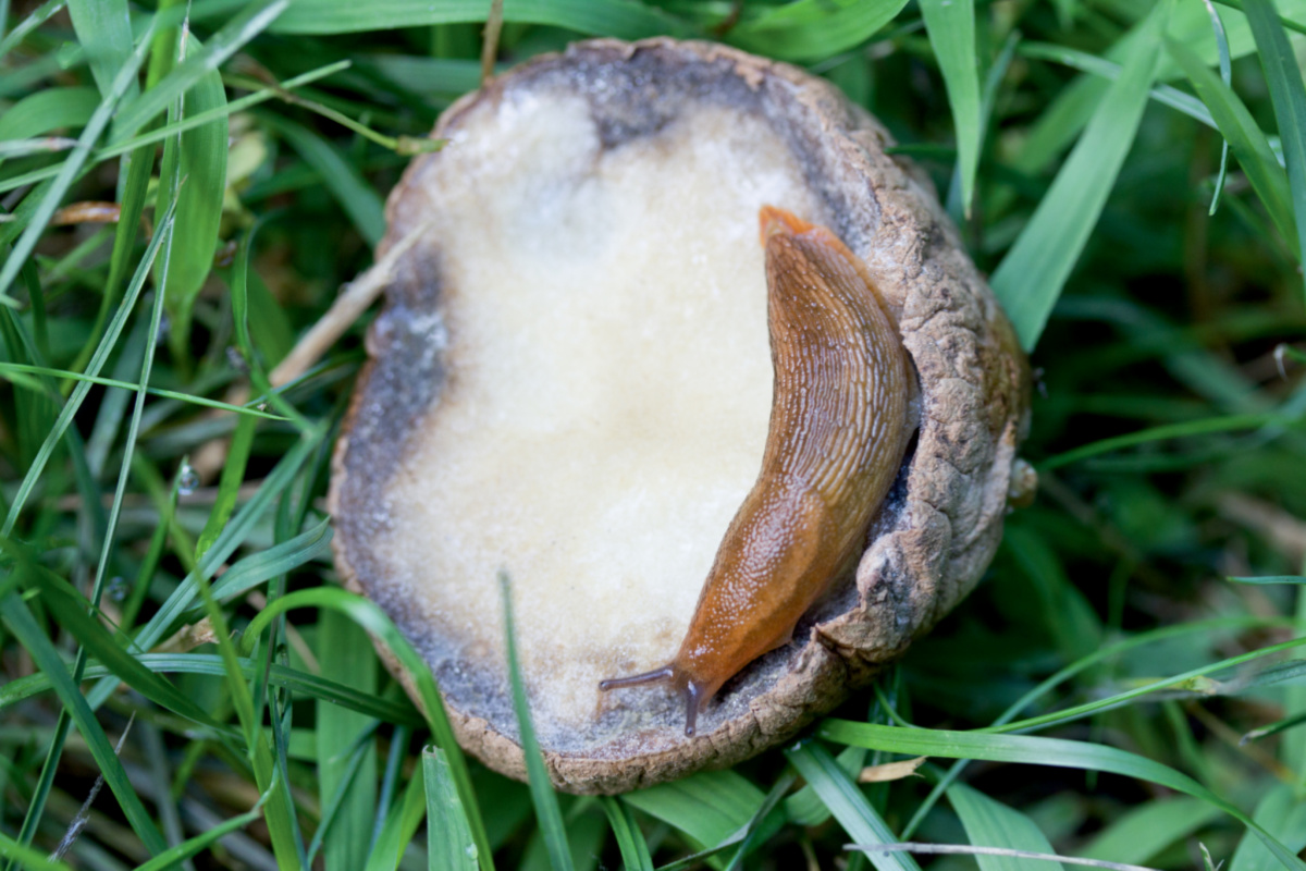 slug on a potato slice