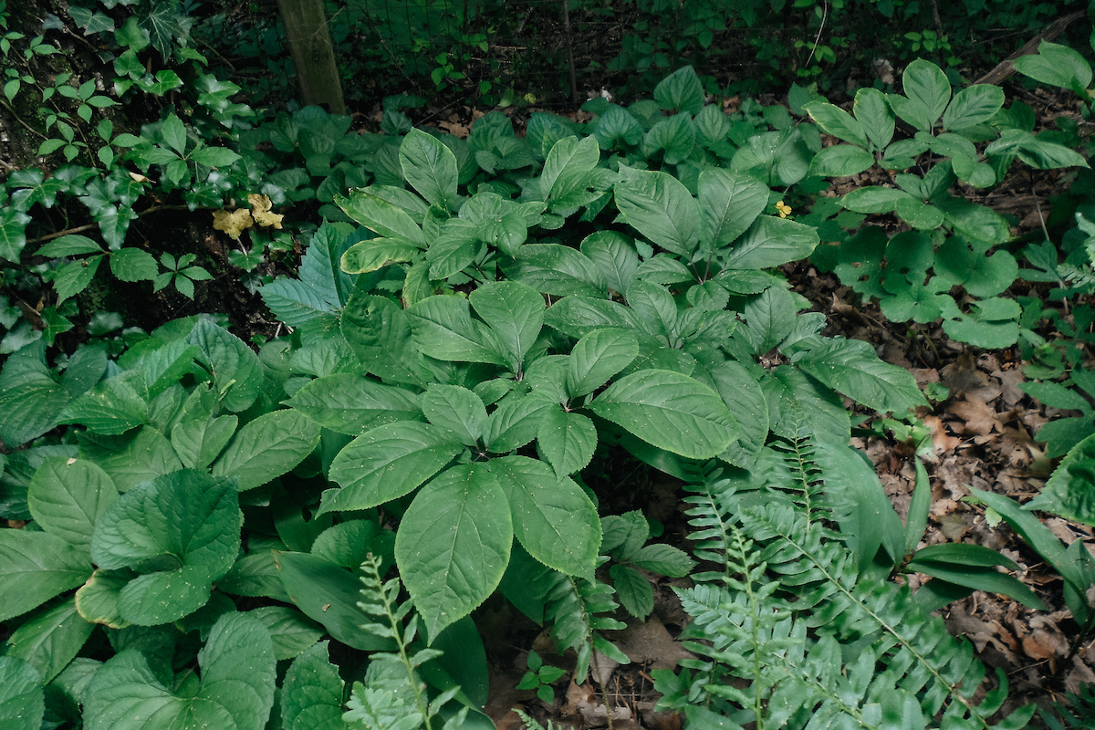 American ginseng in the wild