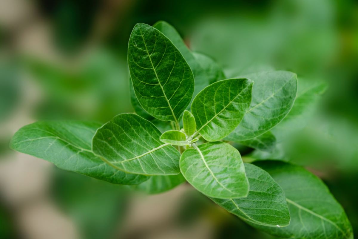 ashwagandha growing wild