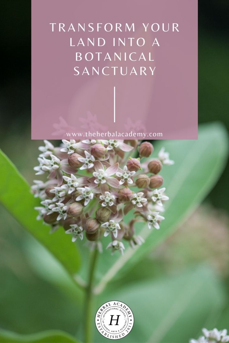   Transform Your Land Into a Botanical Sanctuary | Herbal Academy | As herbalists and plant enthusiasts, part of our journey is learning how to be stewards to our plant allies with plant conservation.