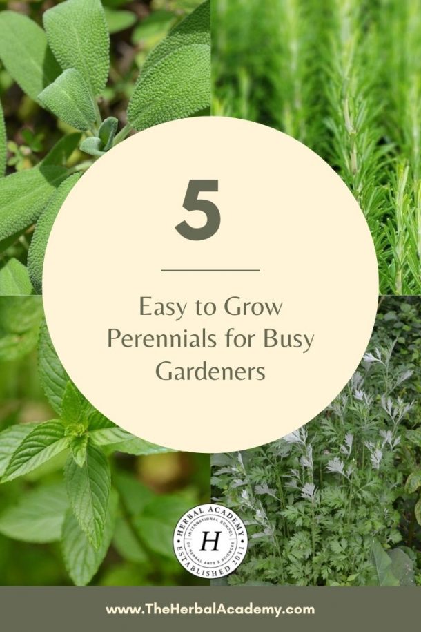 5 Easy To Grow Perennial Herbs For Busy Gardeners – Herbal Academy