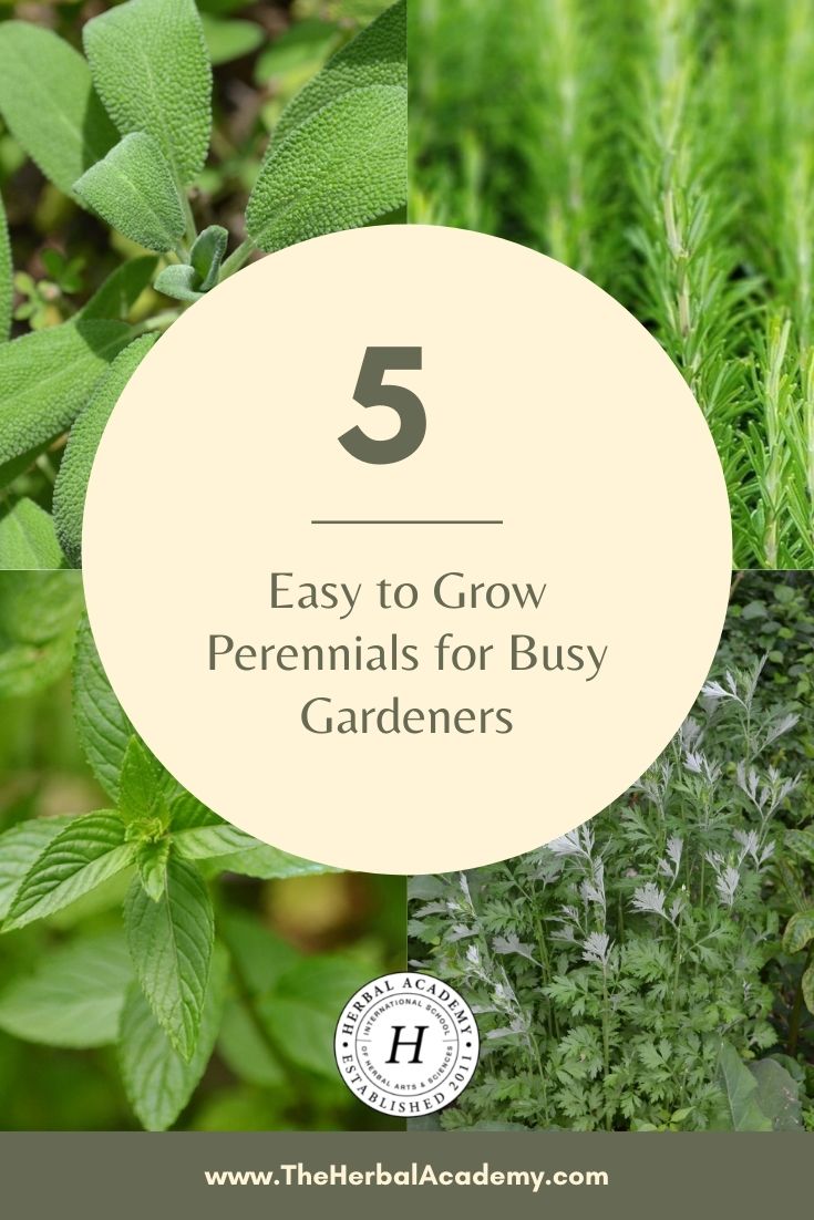 5 Easy to Grow Perennial Herbs for Busy Gardeners | Herbal Academy | Perennial herbs are some of the easiest plants to grow due to their hardiness, simple upkeep, and ability to regrow every year without assistance.