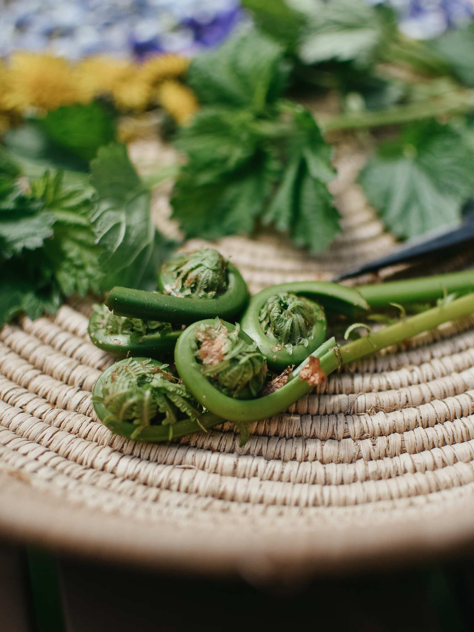 Fiddleheads and Nettle - Summer Foraging Package