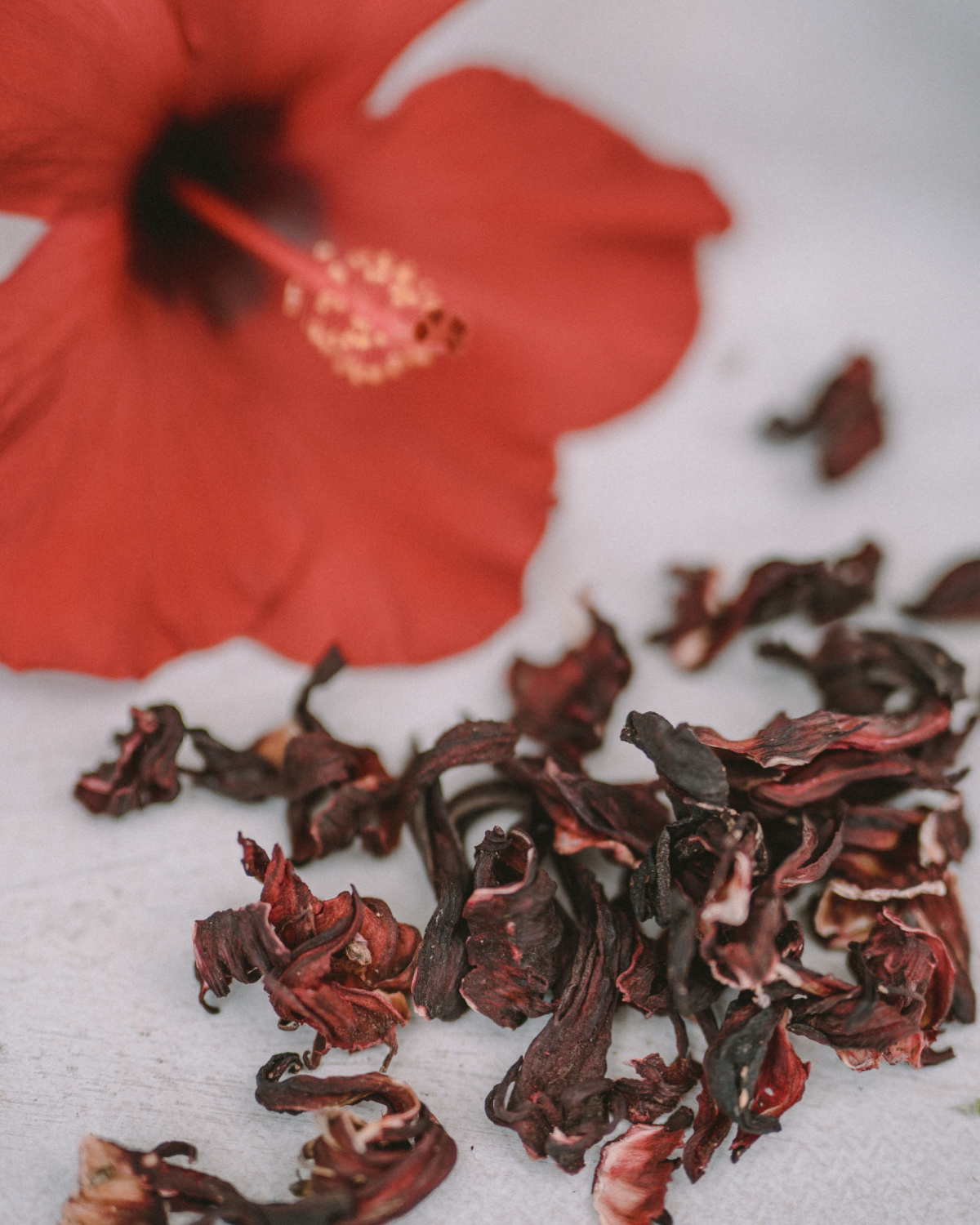 dried hibiscus flowers with hibiscus flower in the background