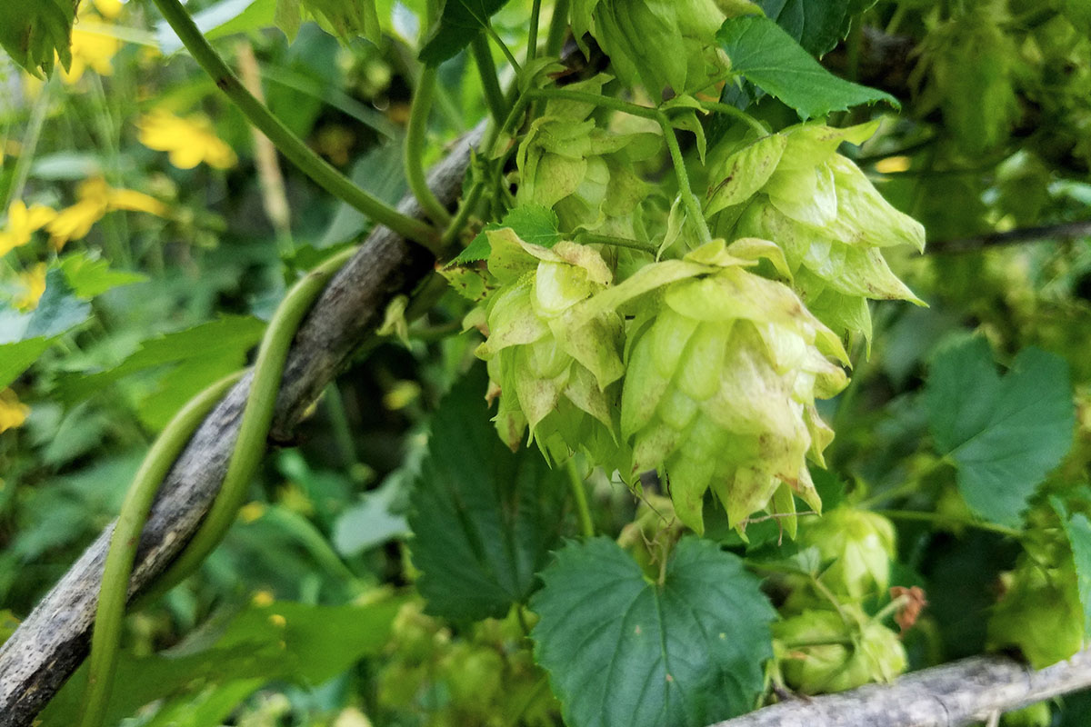 hops vine growing outside