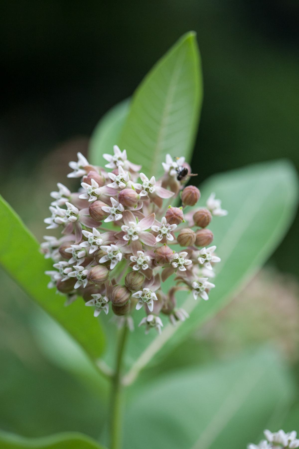 milkweed growing outside