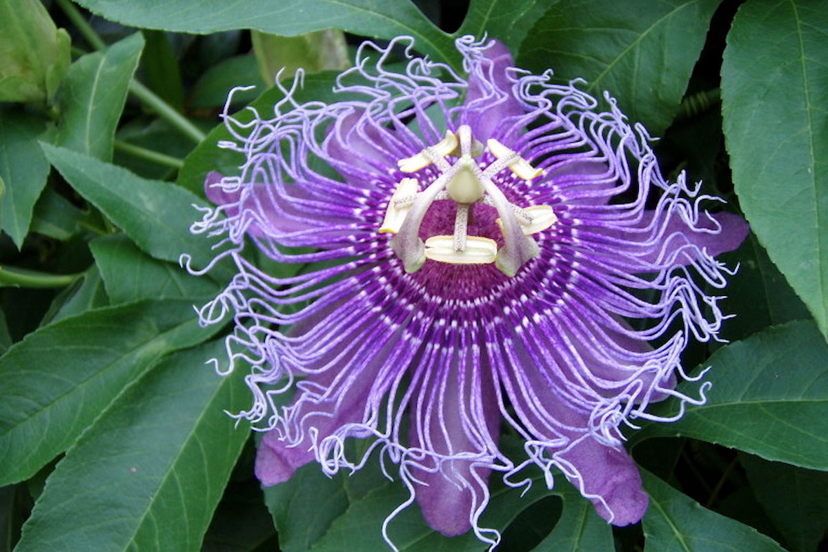 passionflower growing outside