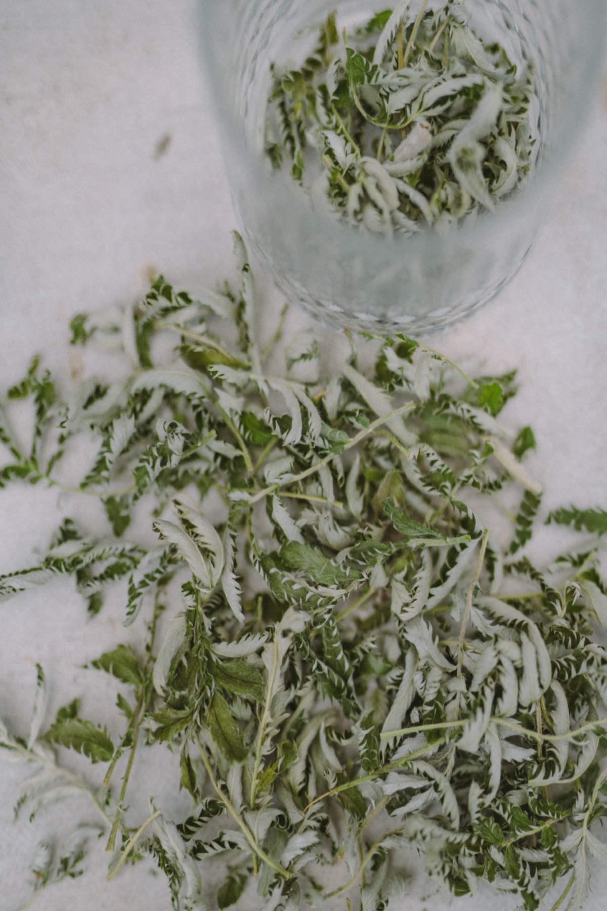 silverweed in a glass and spread on the table